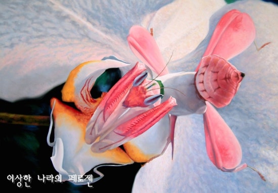 [희귀동물] 세상에서 가장 신기한 동물 곤충, 신기한사진, 왕사마귀 / 페로젠 : 네이버 블로그