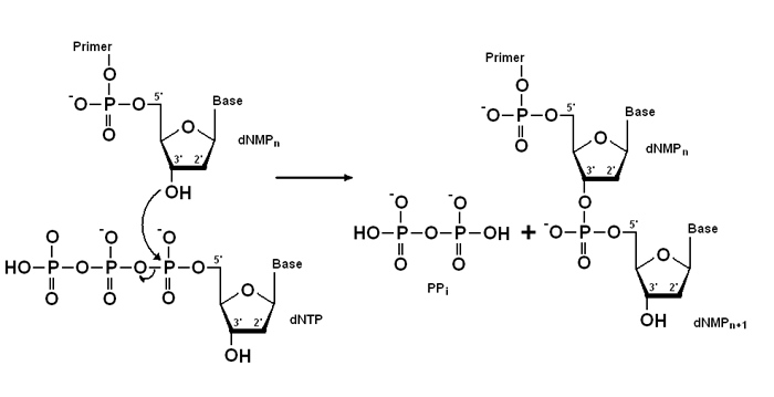 분자생물학 dna 중합효소 dna polymerase 1 네이버 블로그