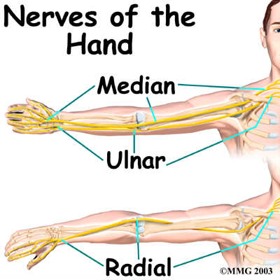 nerves of the arm and hand labeling milady