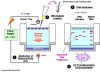 Agarose Gel Electrophoresis(아가로스 겔 전기영동) : 네이버 블로그