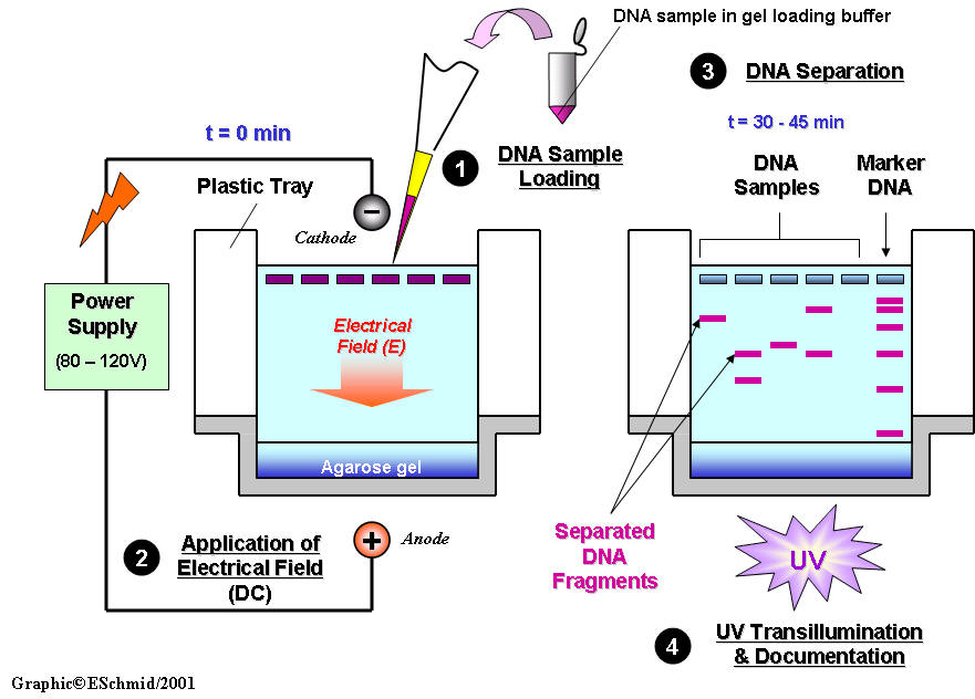 Agarose gel electrophoresis(아가로스 겔 전기영동) 네이버 블로그