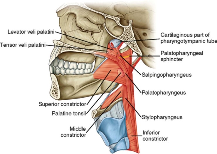 elevator muscles of the pharynx