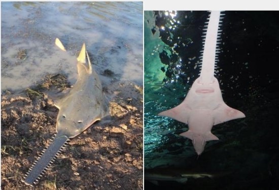 [재밋는 동물얘기]톱상어랑 톱가오리의 차이점을 아니?