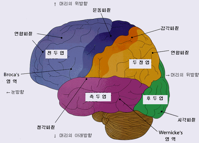 두뇌와 시각 감각 : 네이버 블로그