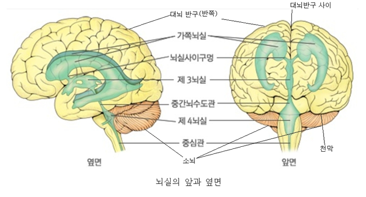 대뇌겸수막종•경막정맥동•뇌실 내 수막종•천막수막종•궁륭부•소뇌궁륭부수막종•소뇌 교각부 수막종•사대 및 추사체 수막종•대공 수막종 ...