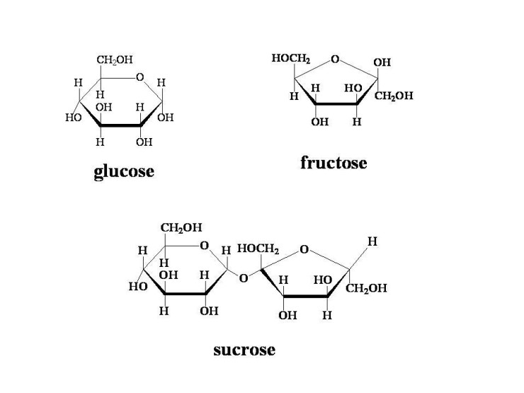  sucrose 
