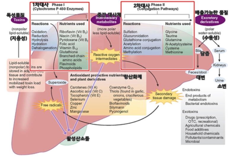 간의 주요기능 & 간의 해독 경로 : 네이버 블로그