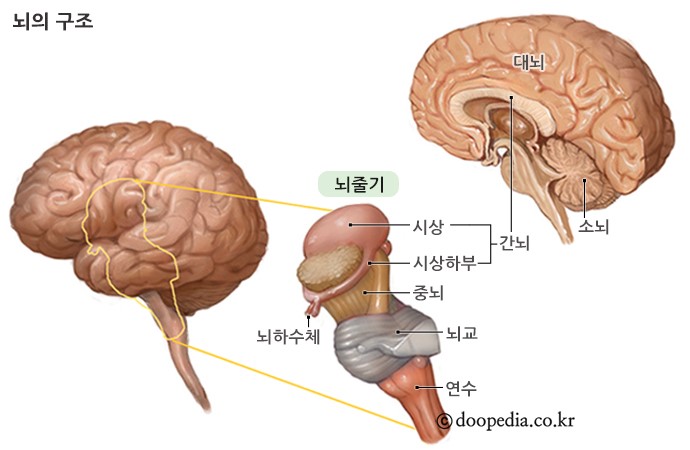 인체를 움직이는 일차적 호흡 기전 ‘다섯가지 장치’ - 두 번째 중추신경계(CNS) : 네이버 블로그
